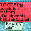Imagem de Crossidius coralinus obfuscipennis Chemsak & Linsley 1959