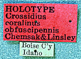 Image of Crossidius coralinus obfuscipennis Chemsak & Linsley 1959