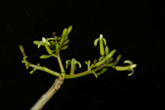 Image of Jacaratia mexicana A. DC.