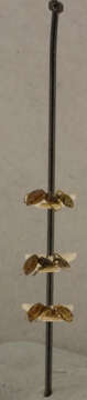Image of Pheidole pilifera artemisia Cole 1933