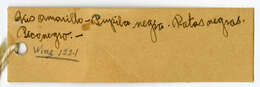 Image of Mimus gilvus tolimensis Ridgway 1904