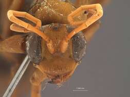 <i>Leptodialepis ceylonica</i> resmi