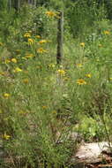 Image of coastal plain honeycombhead