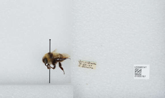 Image of Bombus jonellus (Kirby 1802)