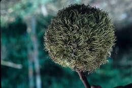 Sivun Sloanea fragrans Rusby kuva