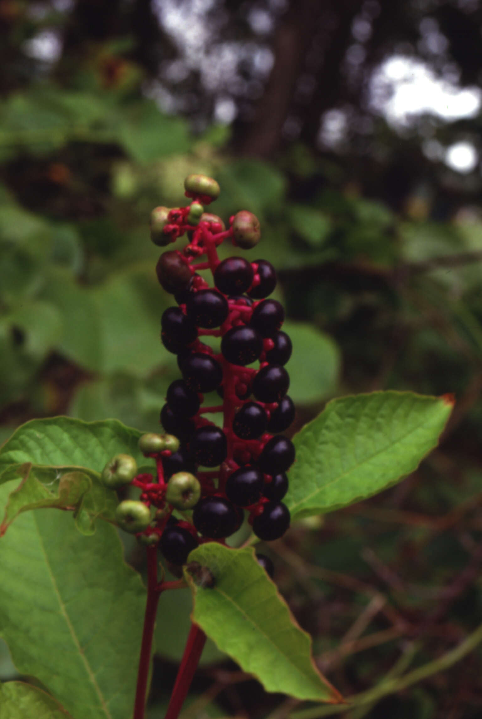 Image of American Nightshade