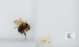 Image de Bombus insularis (Smith 1861)