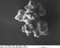 Image of Pleurocorallium porcellanum (Pasternak 1981)