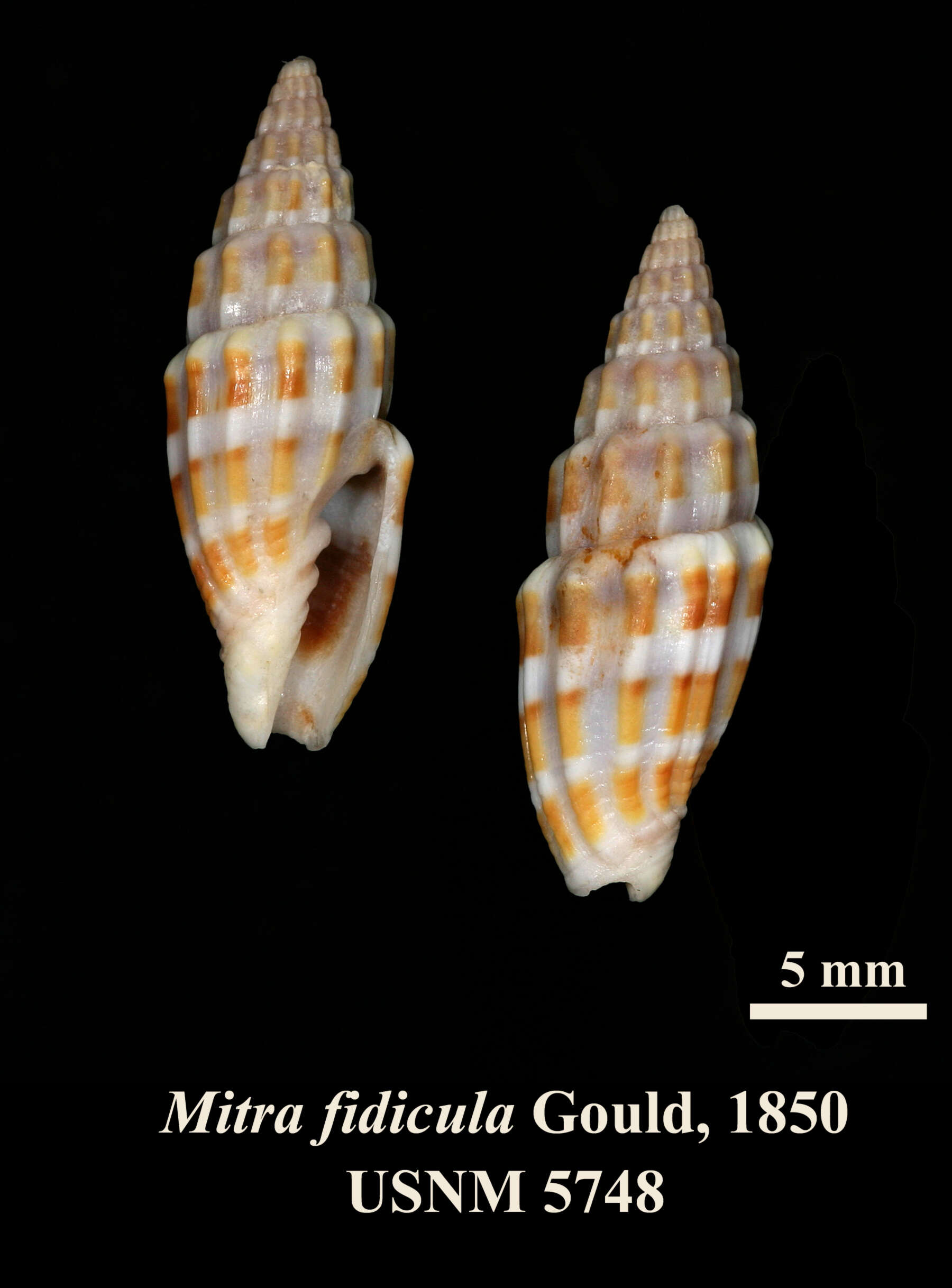 Слика од Vexillum fidicula (Gould 1850)