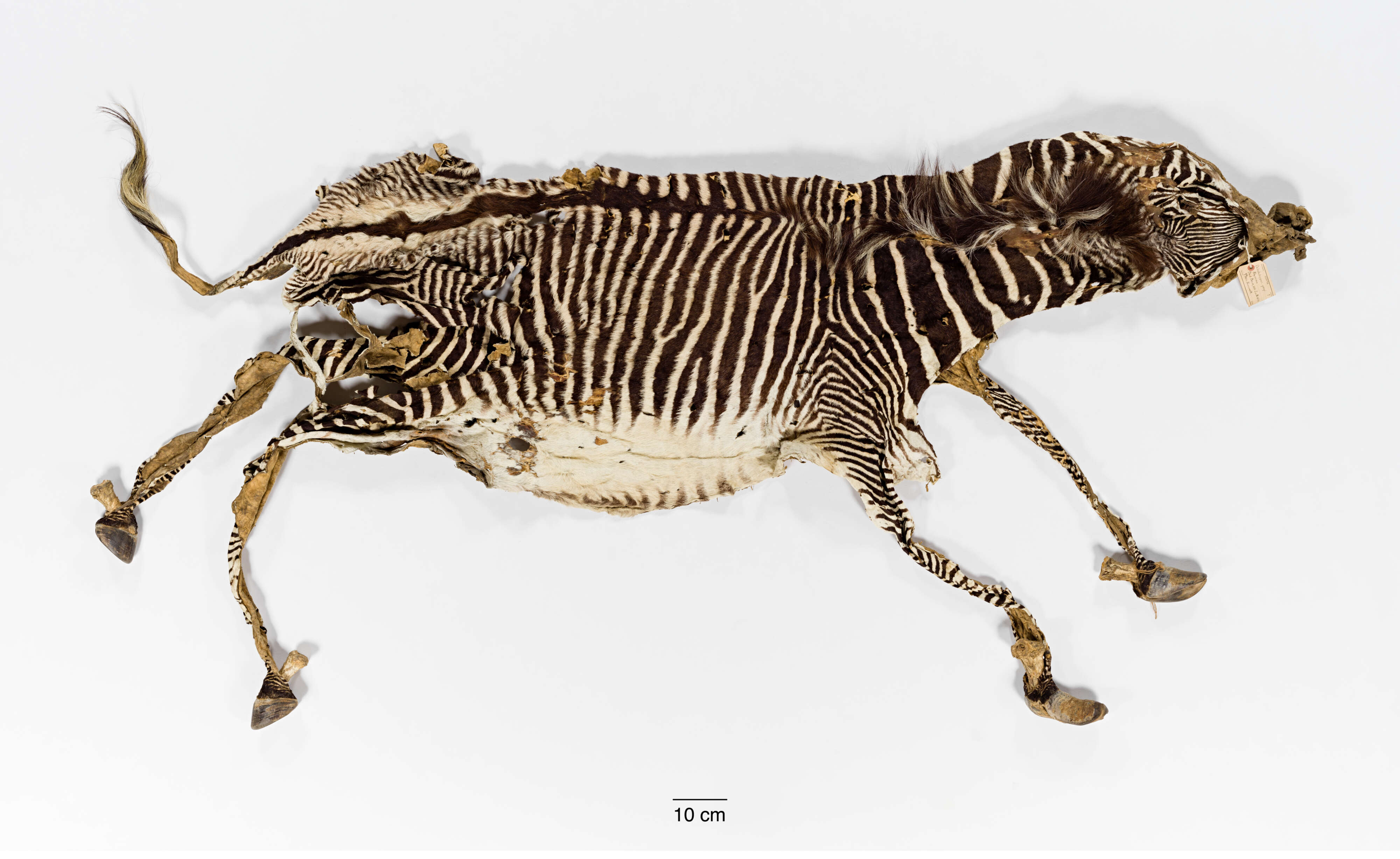 Image of Grevy's Zebra