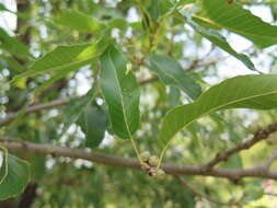 Image of Saw-tooth Oak