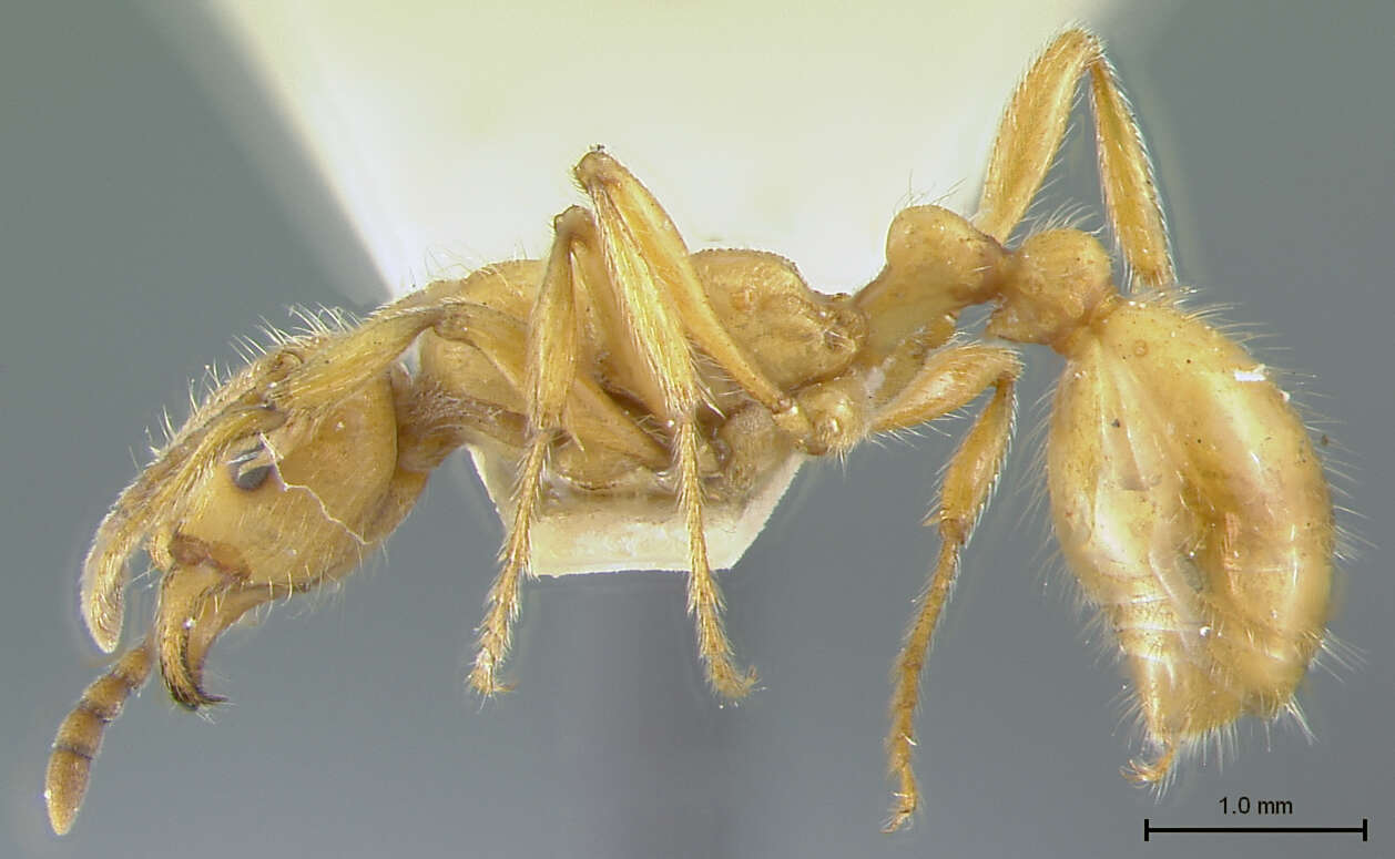 Image of Myrmica Latreille 1804