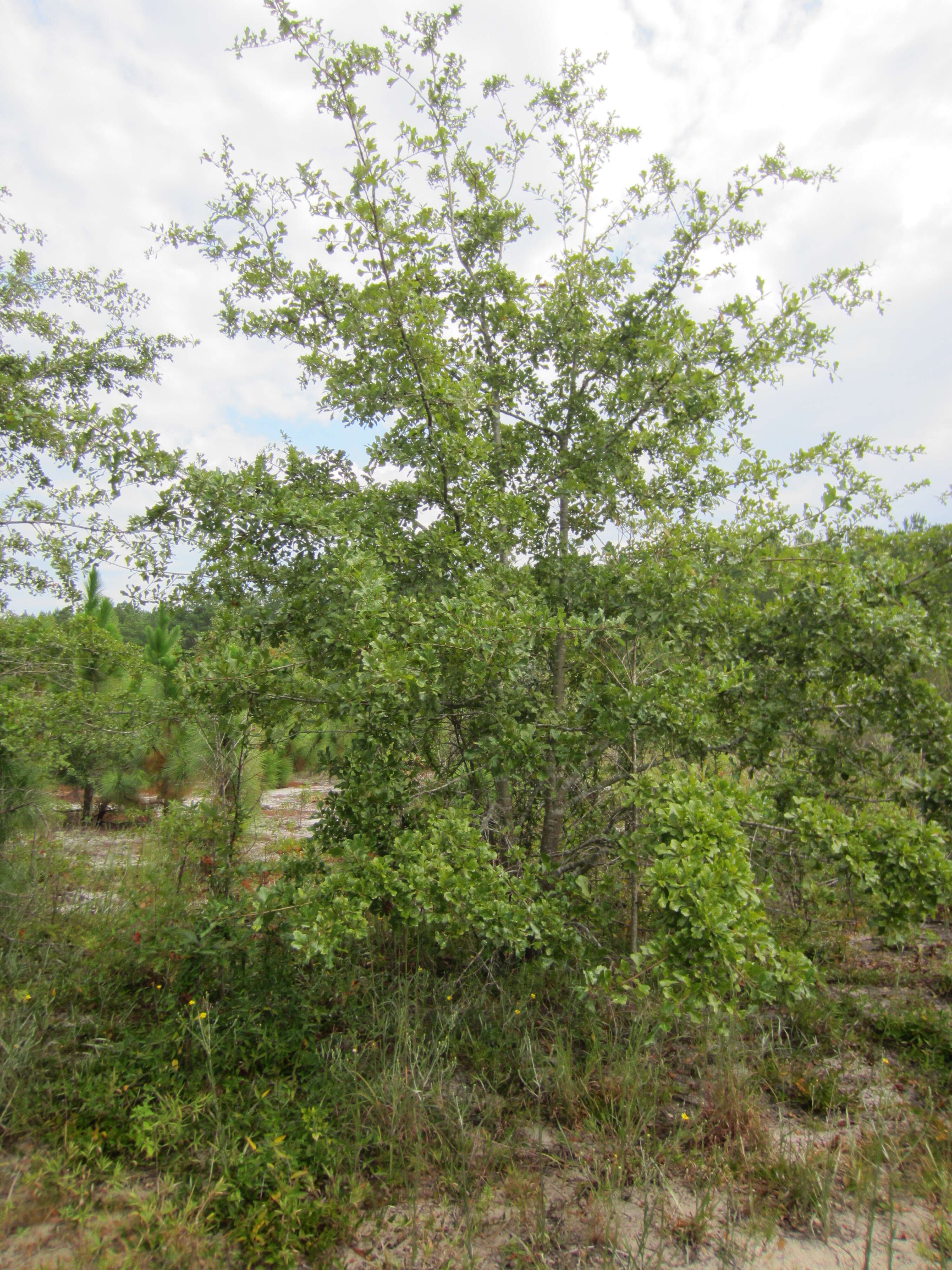 Image of Water Oak