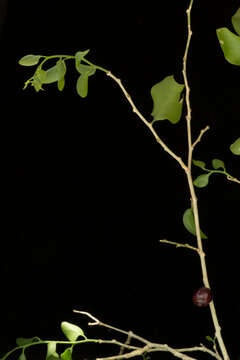 Image of Agonandra racemosa (DC.) Standl.