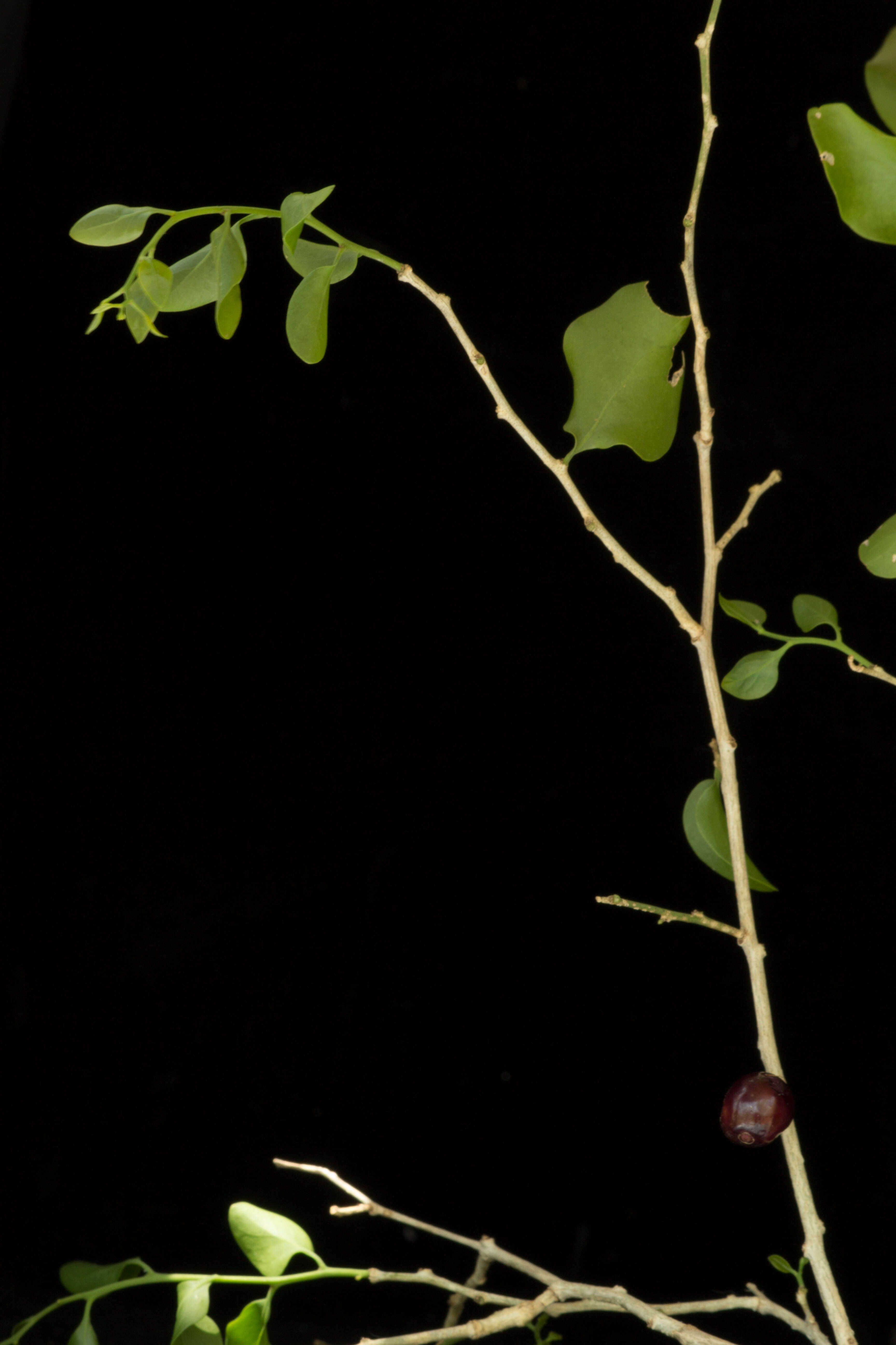 Image of Agonandra racemosa (DC.) Standl.