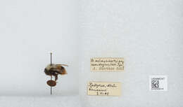 Image of Bombus mlokosievitzii Radoszkowski 1877