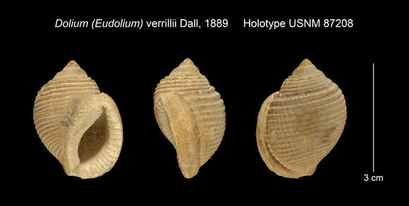 Image of Oocorys verrillii (Dall 1889)