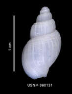 Image de Parabuccinum polyspeirum (Dell 1990)