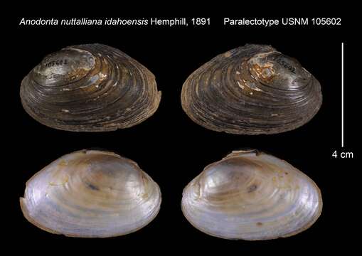 Anodonta nuttalliana I. Lea 1838 resmi