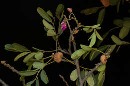 Image of Lonchocarpus emarginatus Pittier