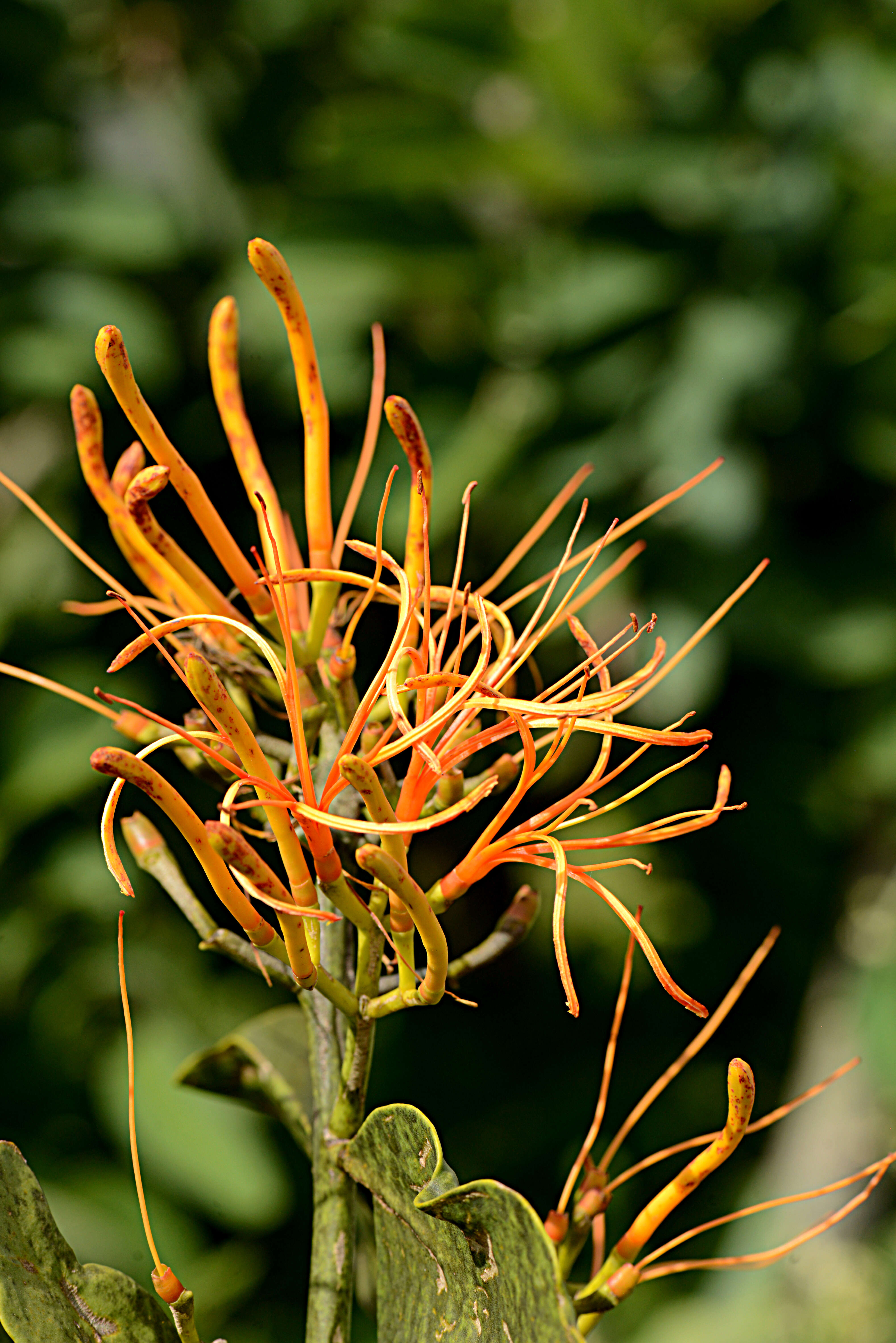 Image of Psittacanthus calyculatus (DC.) G. Don