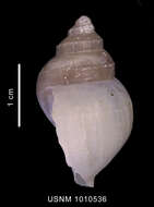 Image of Lusitromina abyssorum (Lus 1993)