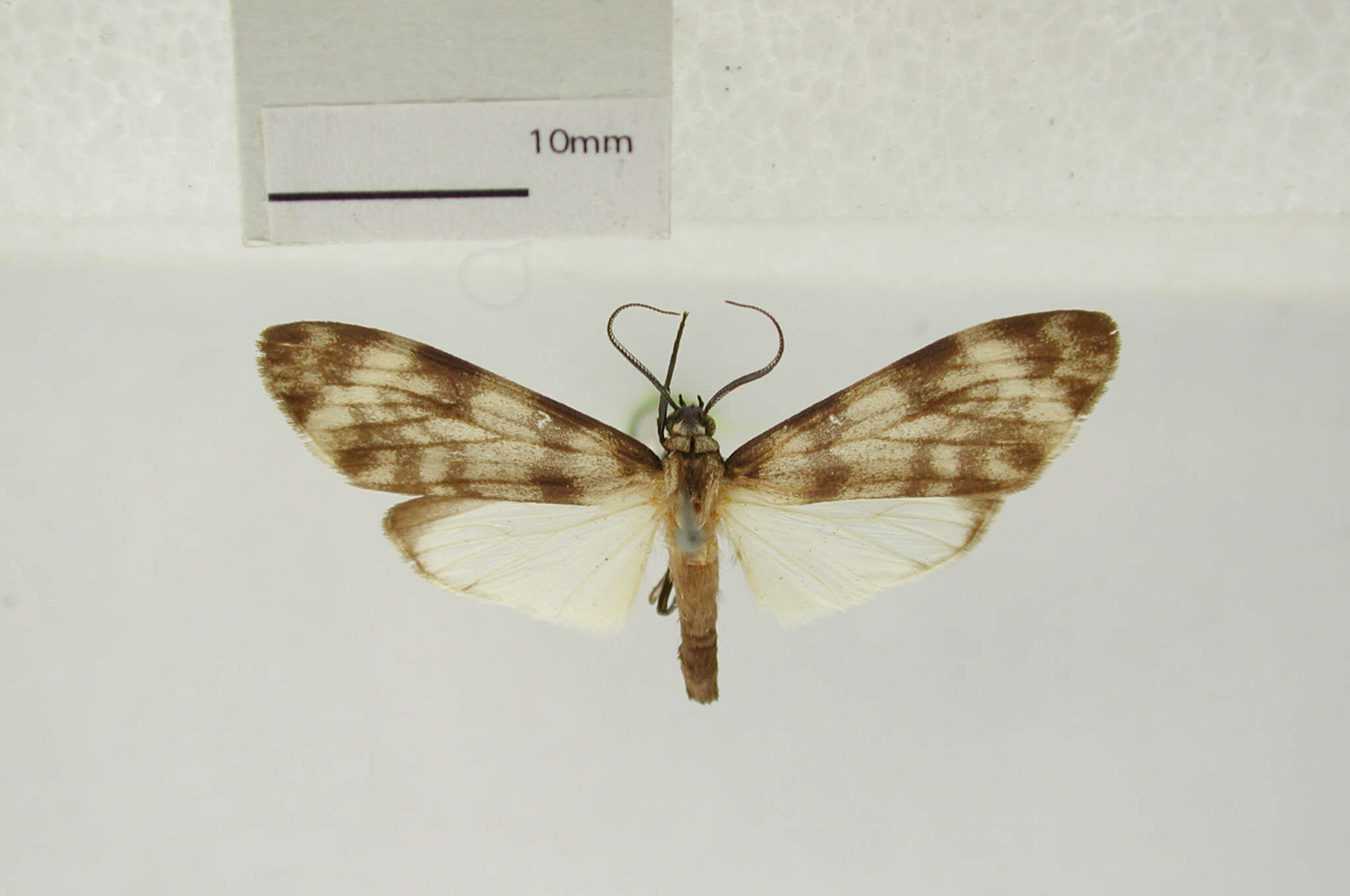 Image of Eucereon carabayana Schaus 1905