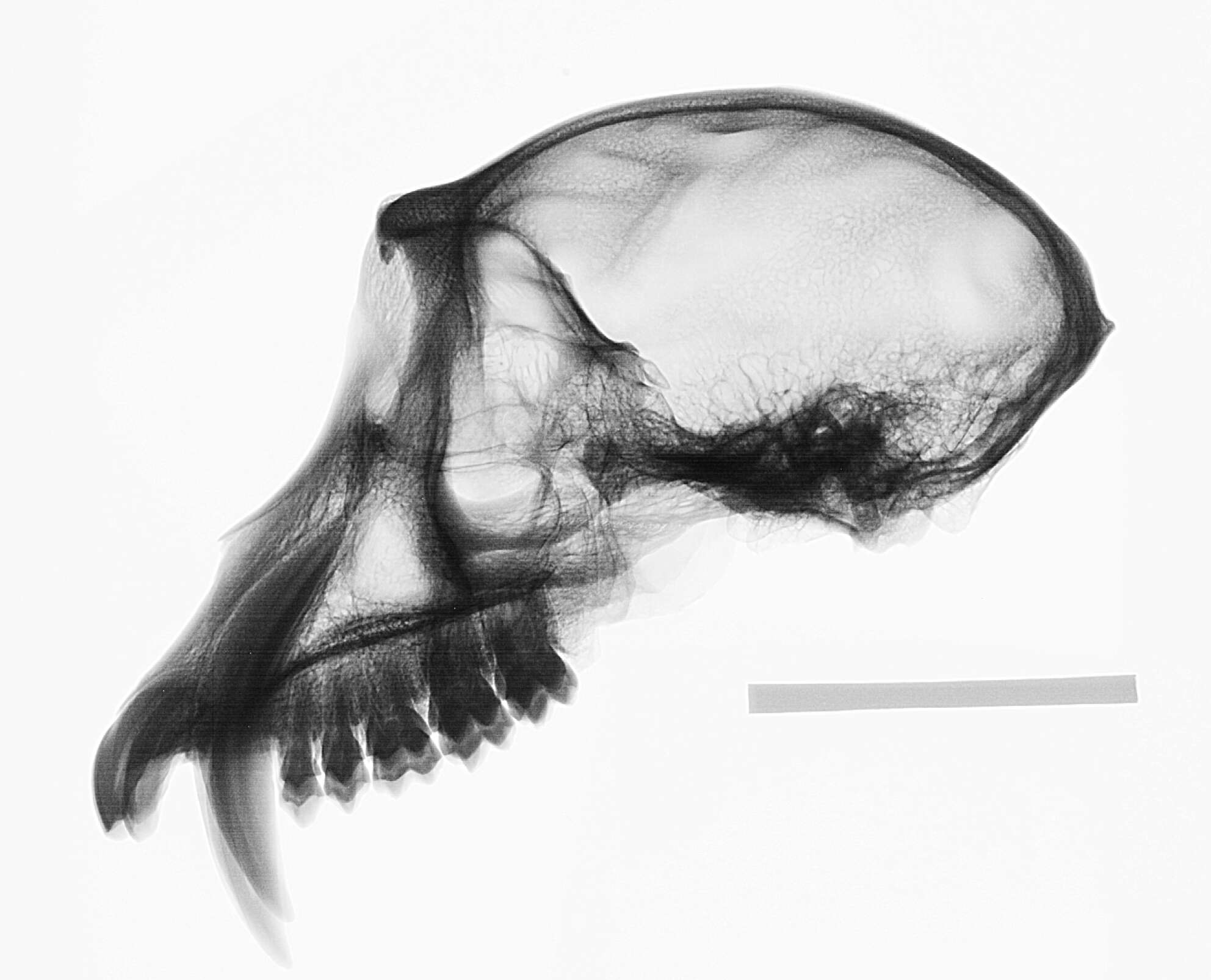 Image of Macaca fascicularis atriceps Kloss 1919