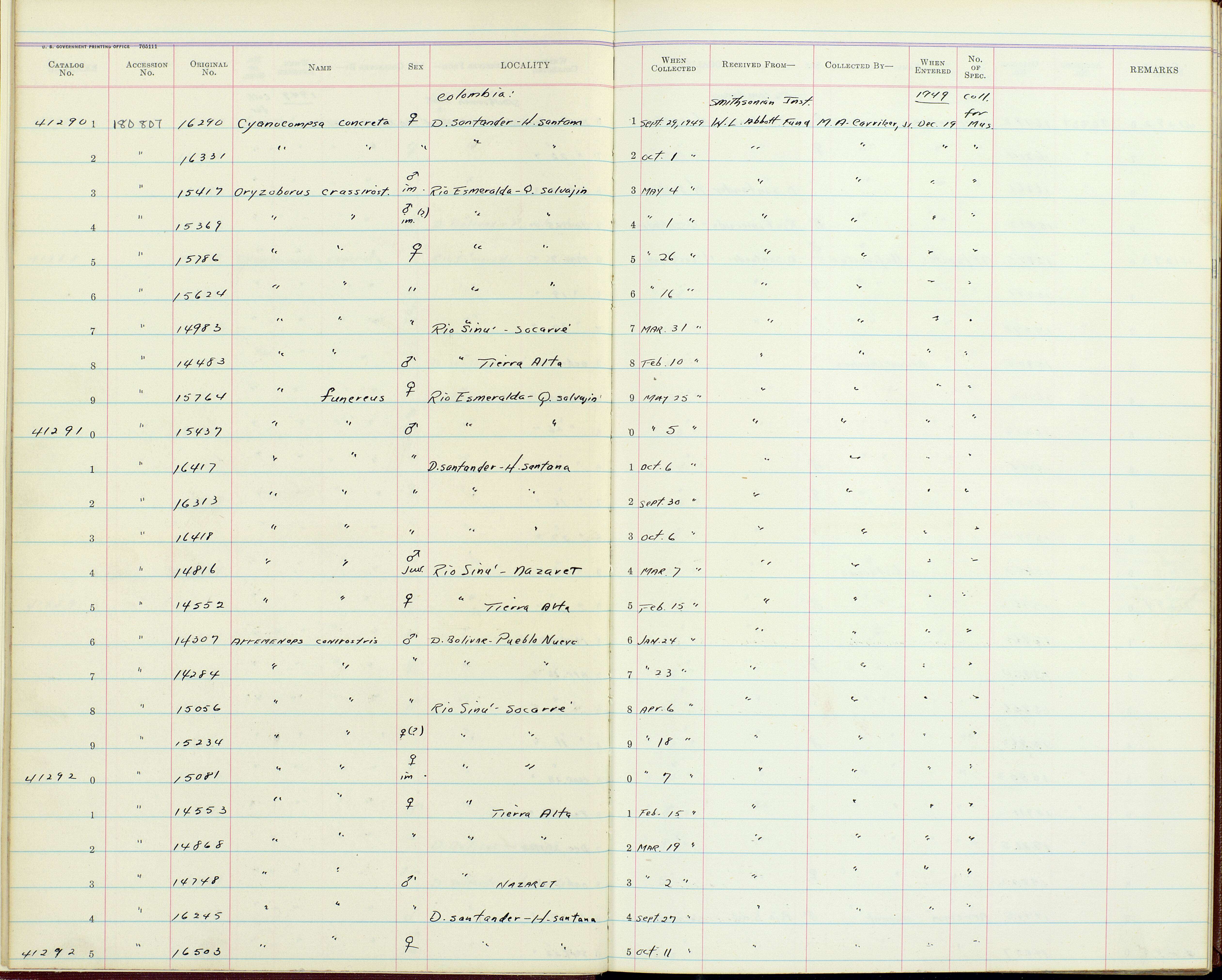 Plancia ëd Arremonops conirostris conirostris (Bonaparte 1850)