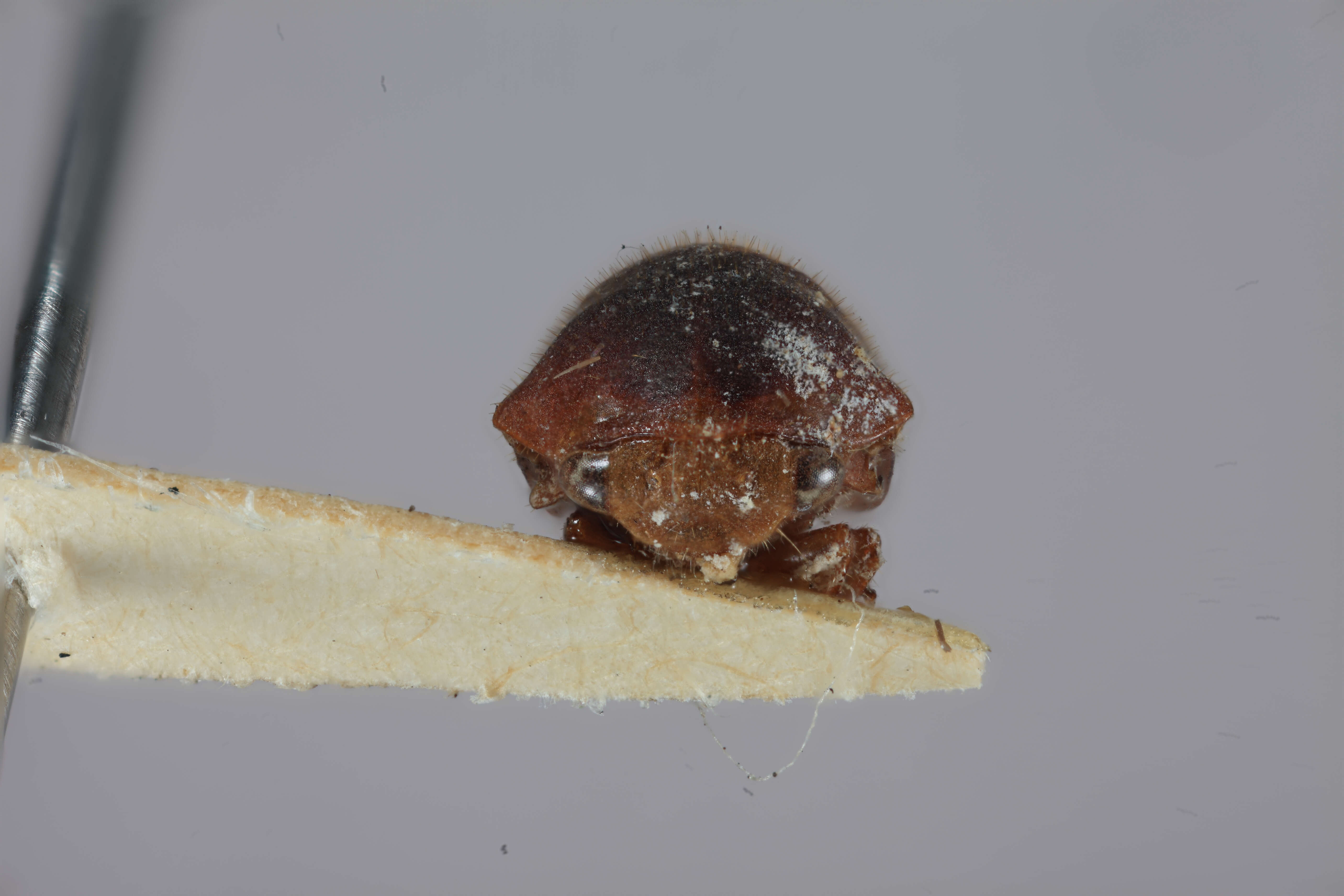 Image of Tragopa pubescens Funkhouser