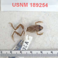 صورة Eleutherodactylus eunaster Schwartz 1973