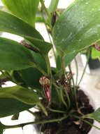 Image of Pleurothallis hitchcockii Ames