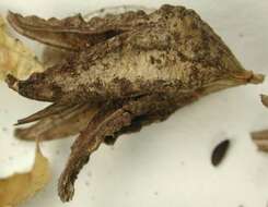 Image of Oenothera cespitosa subsp. cespitosa