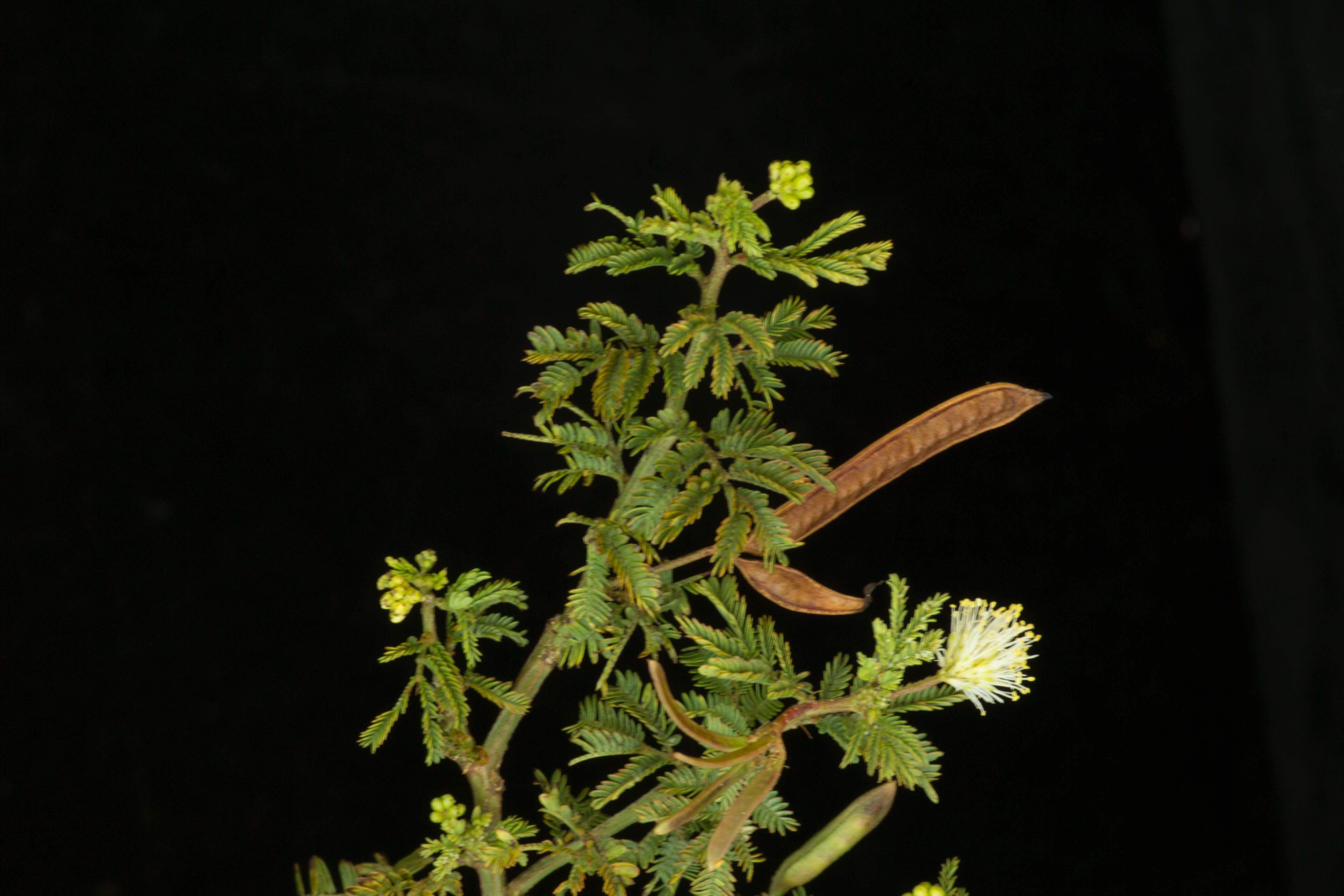 Image of Zapoteca formosa subsp. rosei (Wiggins) H. M. Hern.