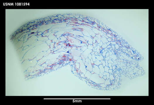 Image of Alcyonidium scolecoideum Porter & Hayward 2004