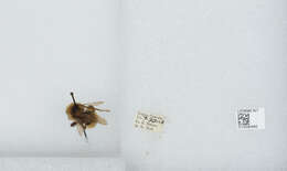 Image de Bombus insularis (Smith 1861)