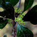 Image of Agonandra excelsa Griseb.