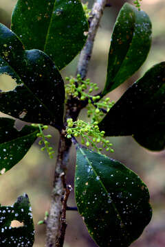 Image of Agonandra excelsa Griseb.