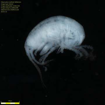 Image of Amphipoda