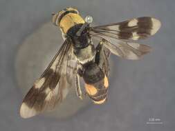 صورة Psorthaspis bioculata Bradley 1944