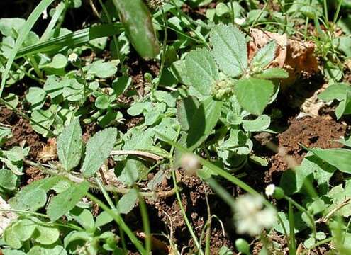 Sivun Euphorbia hirta L. kuva