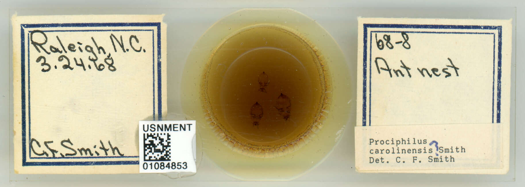 Image of Prociphilus (Prociphilus) carolinensis Smith & C. F. 1969