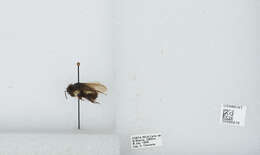 Image of Bombus ephippiatus Say 1837