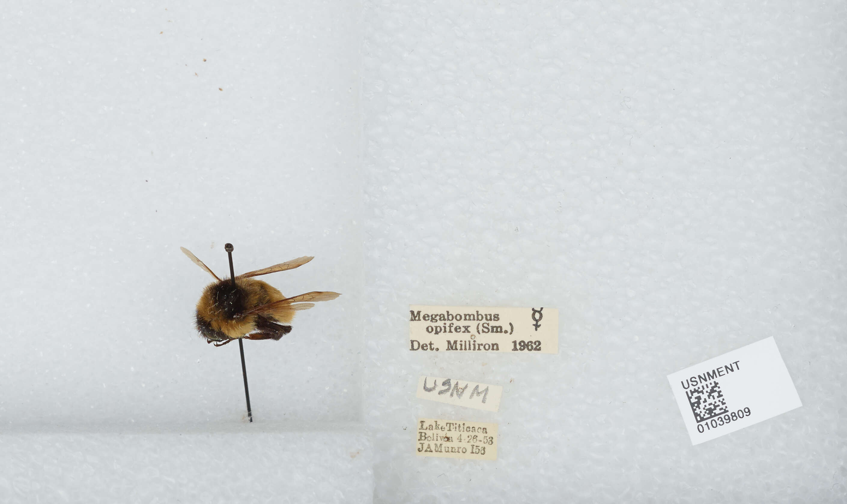 Image of Bombus opifex Smith 1879