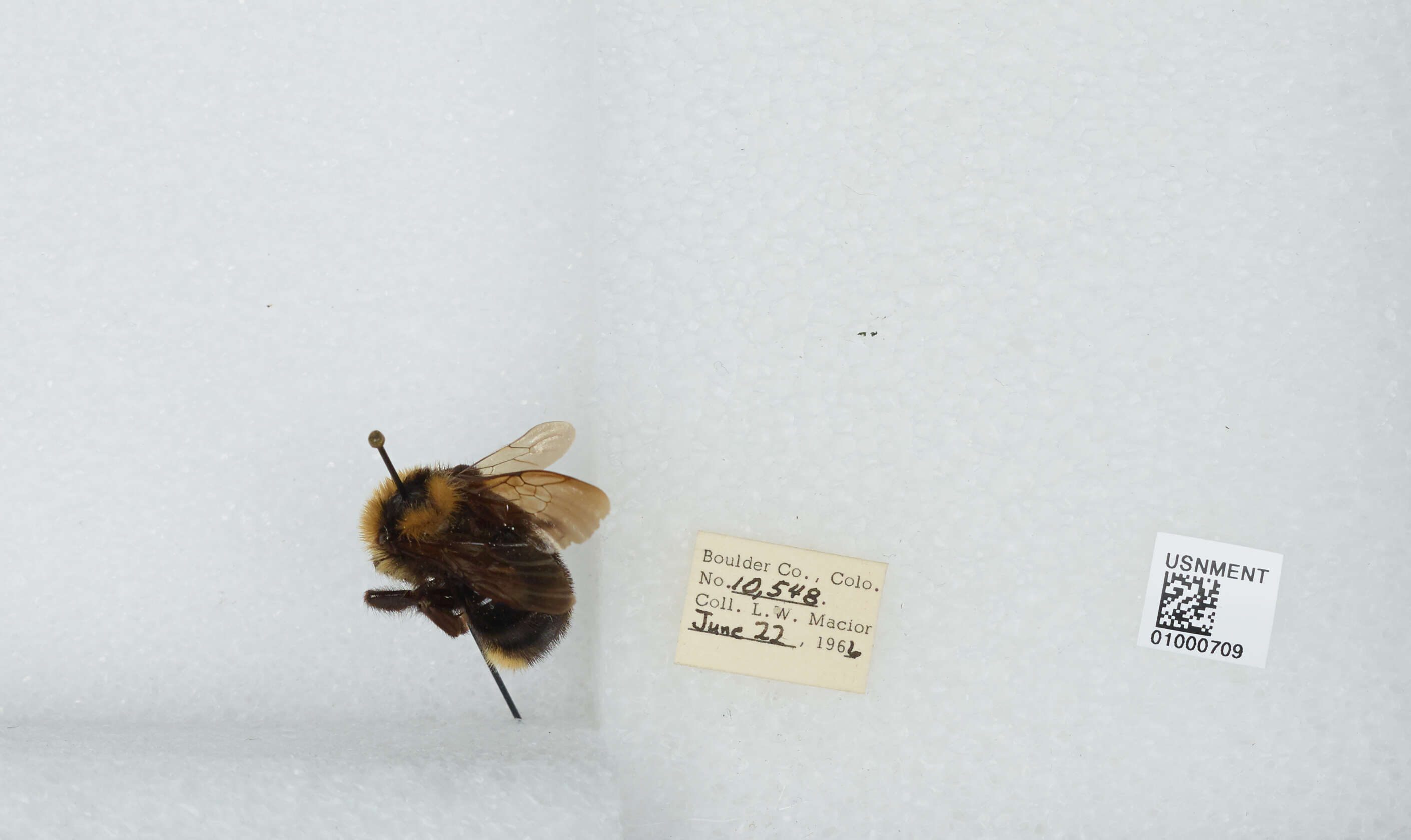 Image de Bombus insularis (Smith 1861)