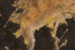 Image of Dendronotus venustus MacFarland 1966
