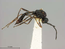 Image of Aphidius propinquus Ashmead 1902