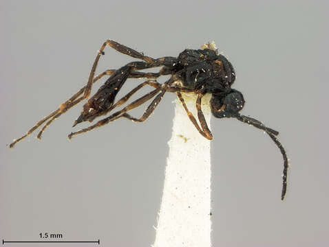 Image of Aphidius propinquus Ashmead 1902