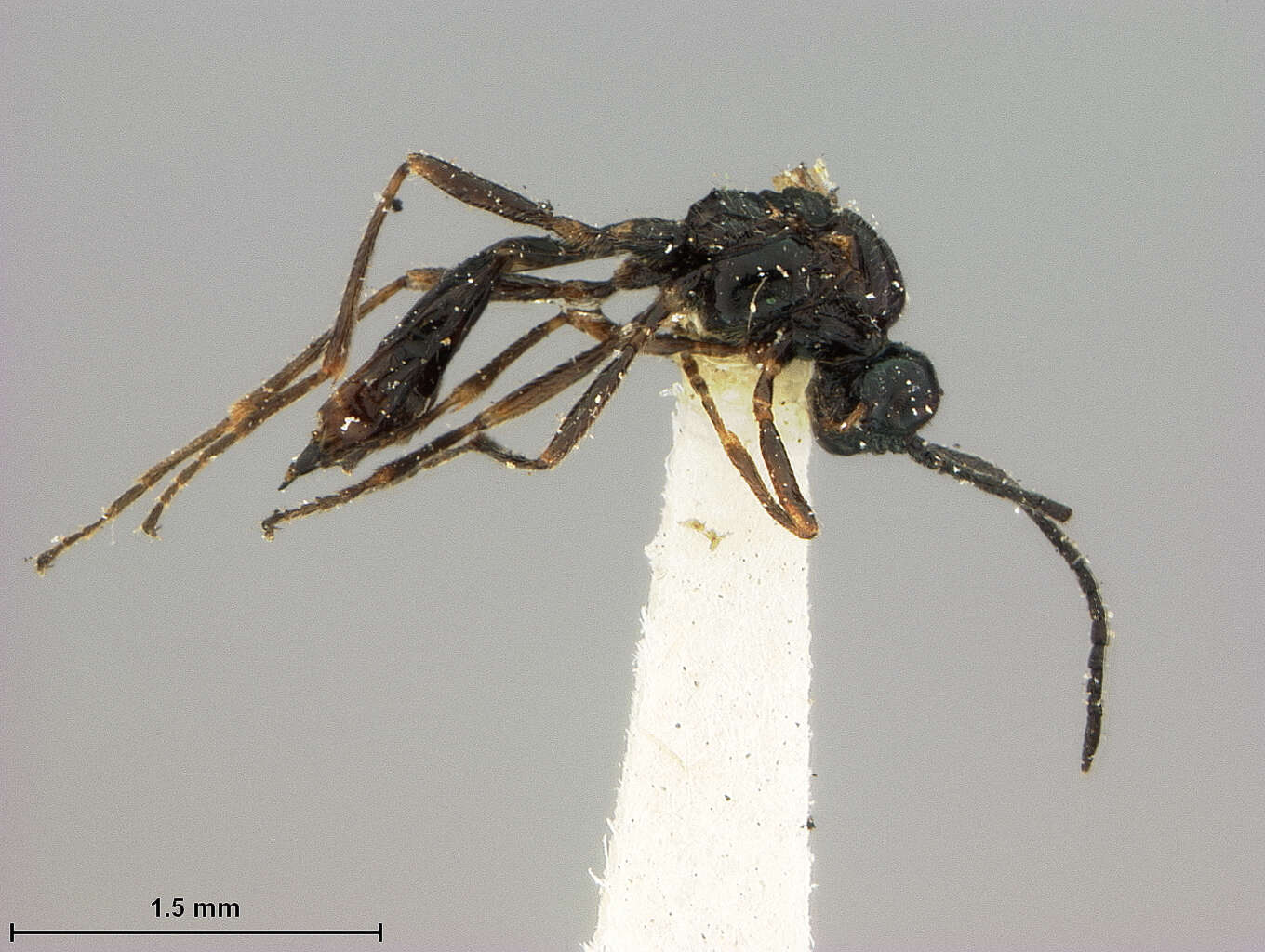 Image of Aphidius propinquus Ashmead 1902