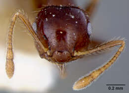 Image of Crematogaster limata parabiotica Forel 1904